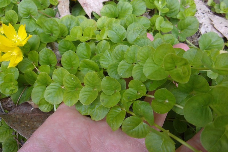 Creeping Jenny photo 4