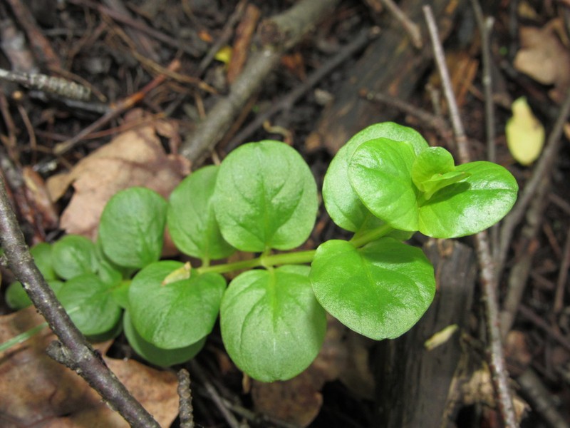 Creeping Jenny photo 5