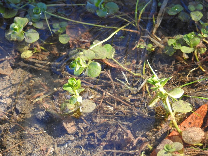 Creeping Jenny photo 6