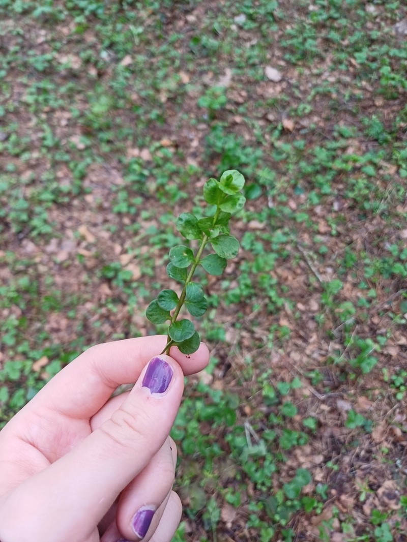 Creeping Jenny photo 7