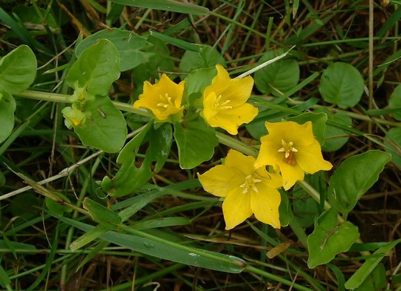 Creeping Jenny photo 4