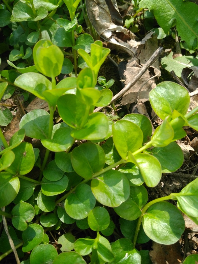 Creeping Jenny photo 5