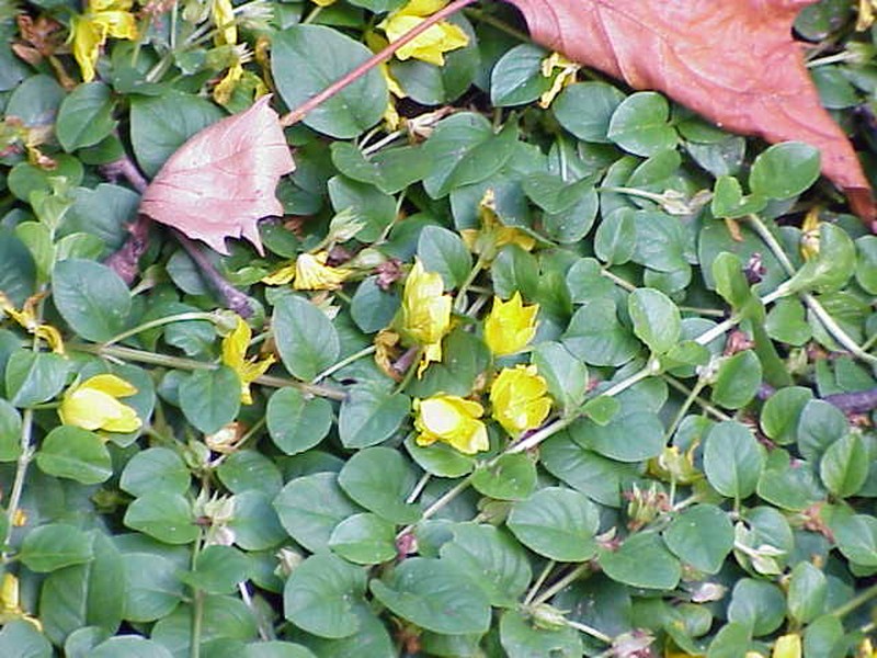 Creeping Jenny