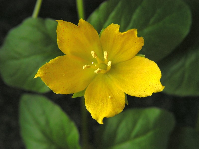 Creeping Jenny photo 2
