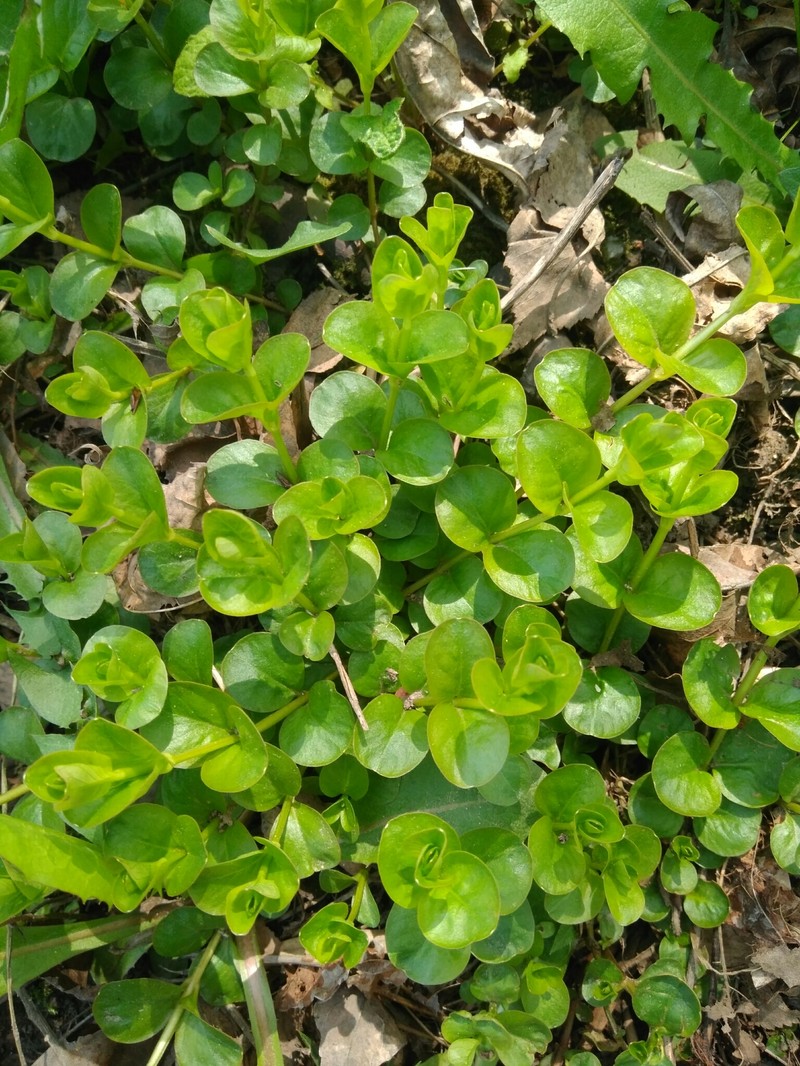 Creeping Jenny photo 3