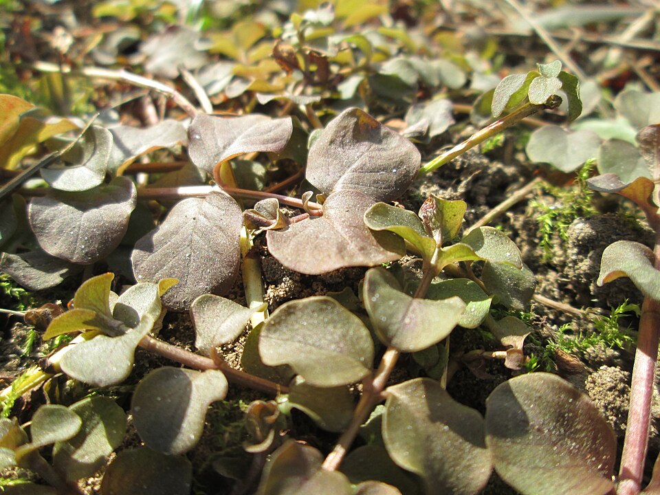Creeping Jenny photo 6