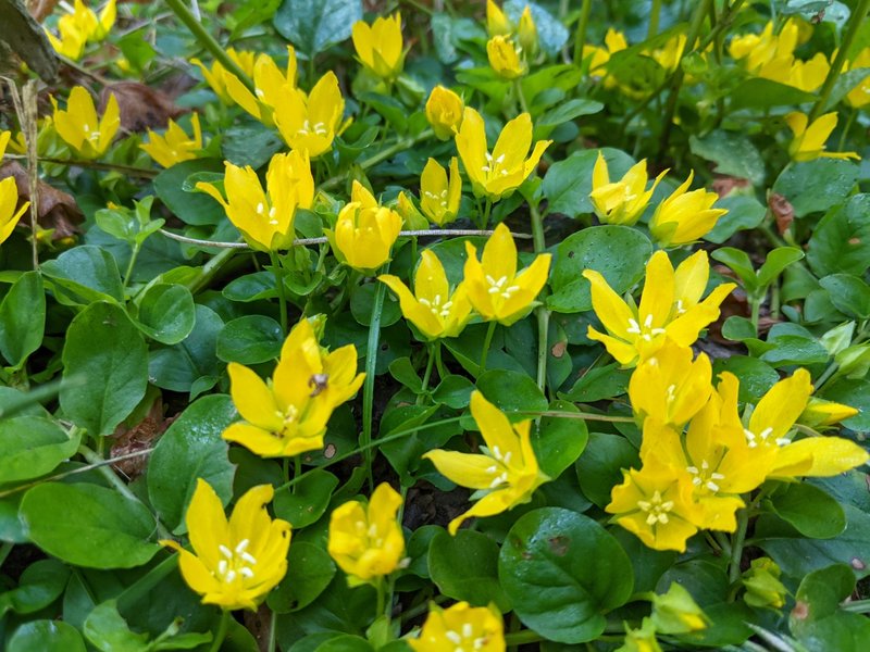 Creeping Jenny photo 7