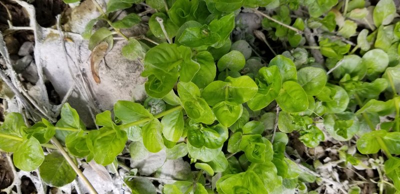 Creeping Jenny photo 8