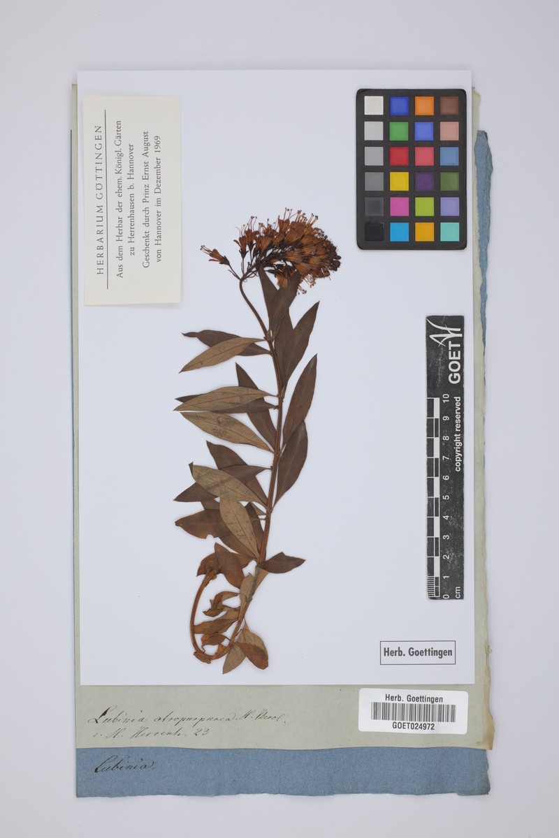 Lysimachia nutans
