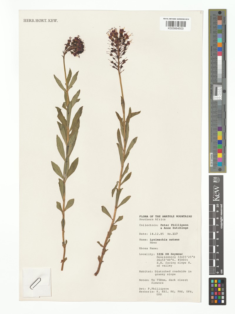Lysimachia nutans photo 2