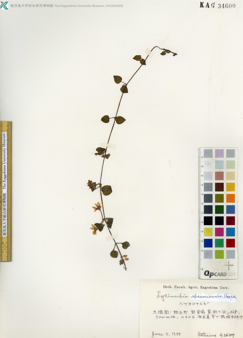 Lysimachia ohsumiensis