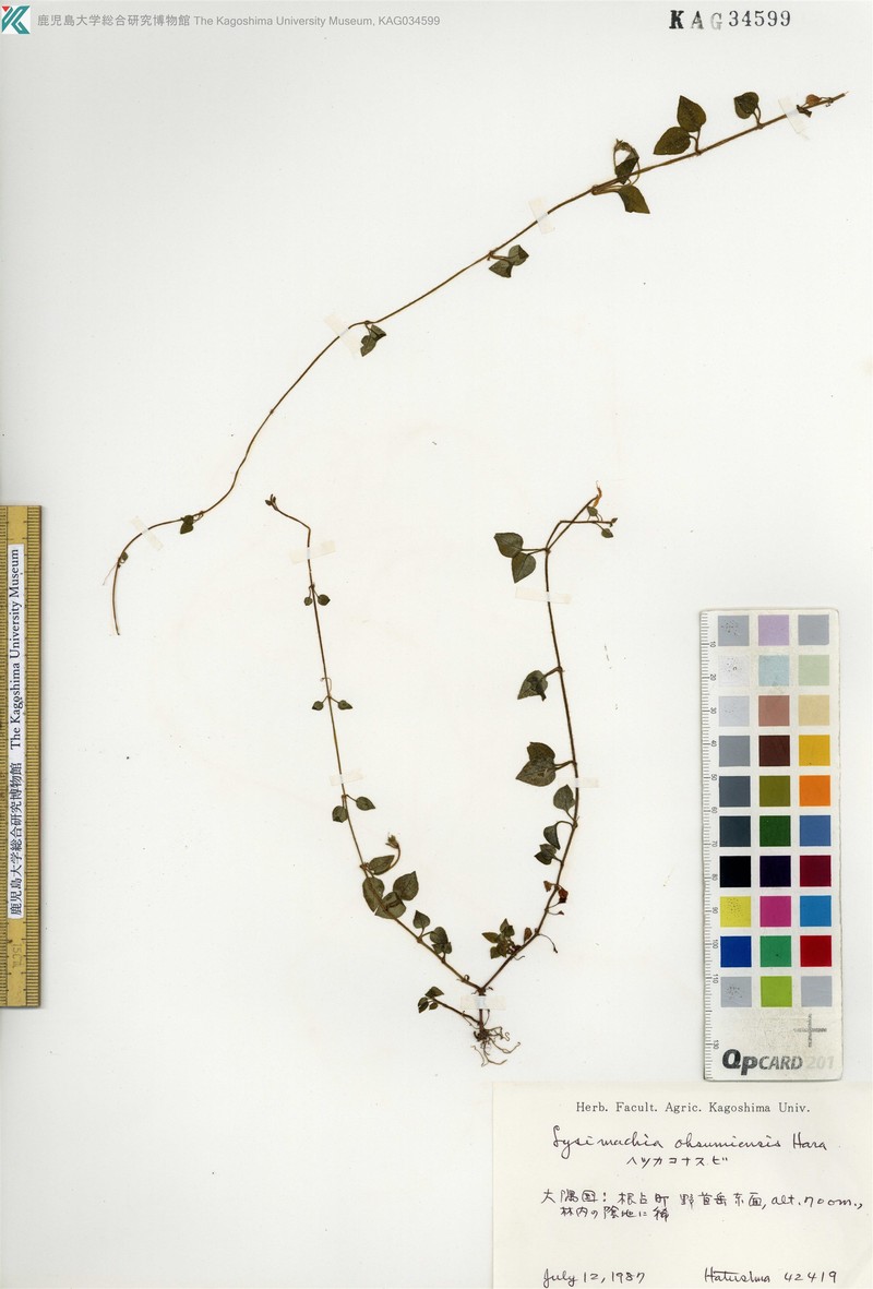 Lysimachia ohsumiensis photo 2