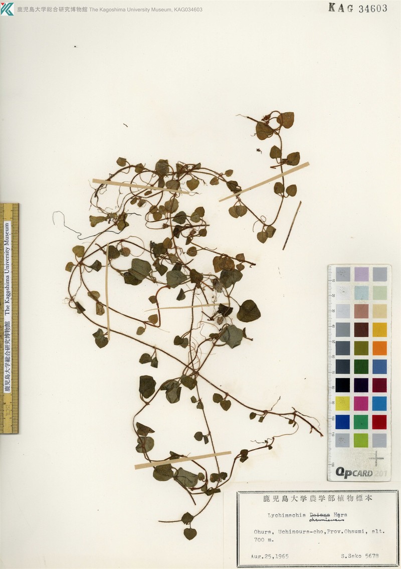 Lysimachia ohsumiensis photo 3
