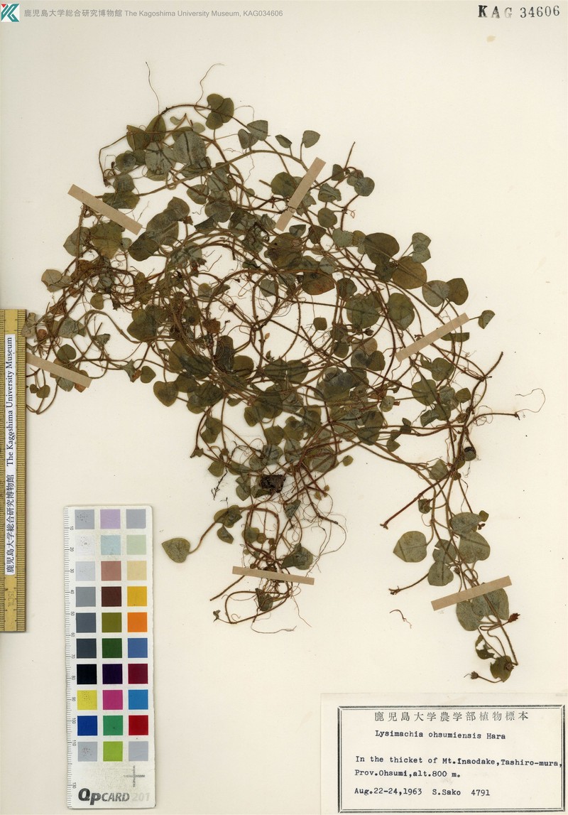 Lysimachia ohsumiensis photo 4