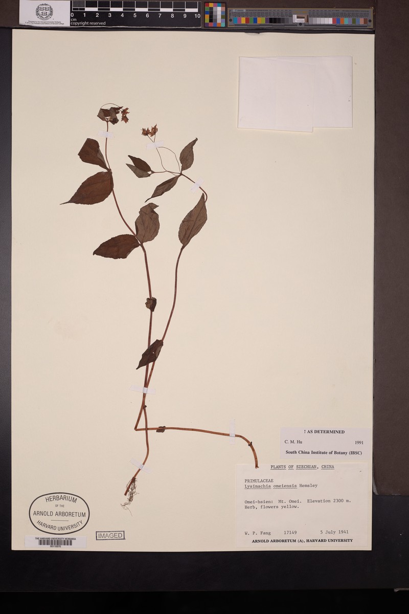 Lysimachia omeiensis