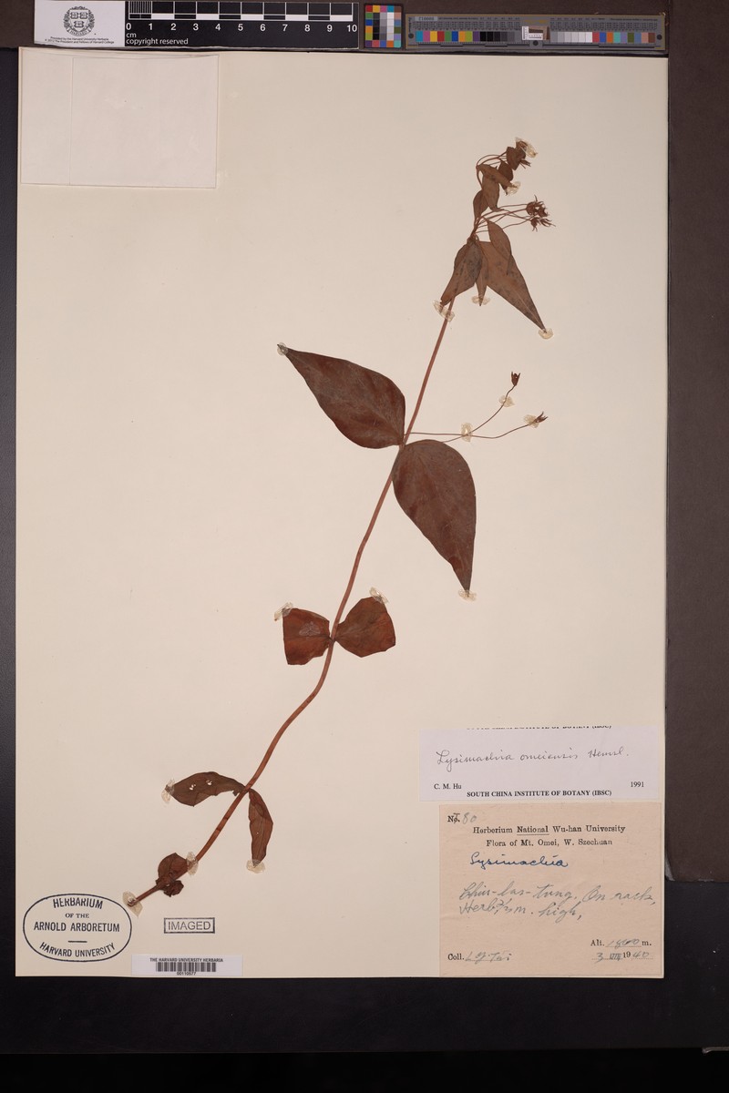 Lysimachia omeiensis photo 2