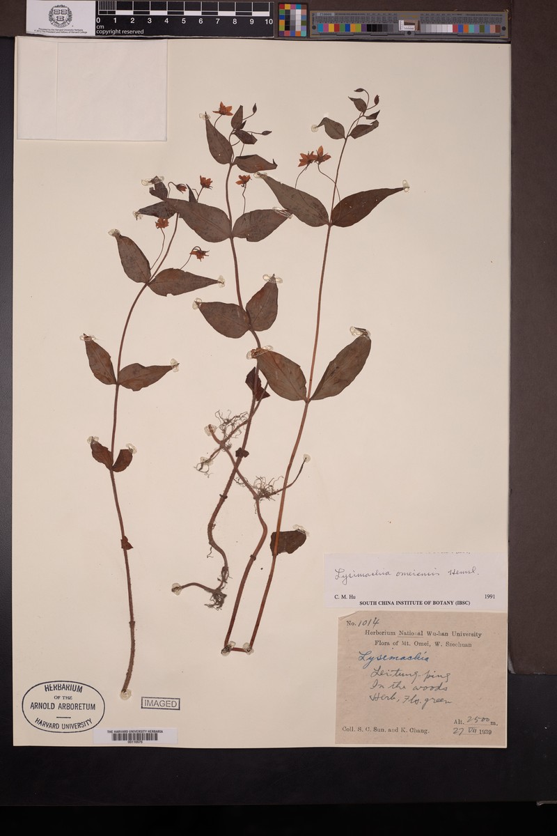 Lysimachia omeiensis photo 3