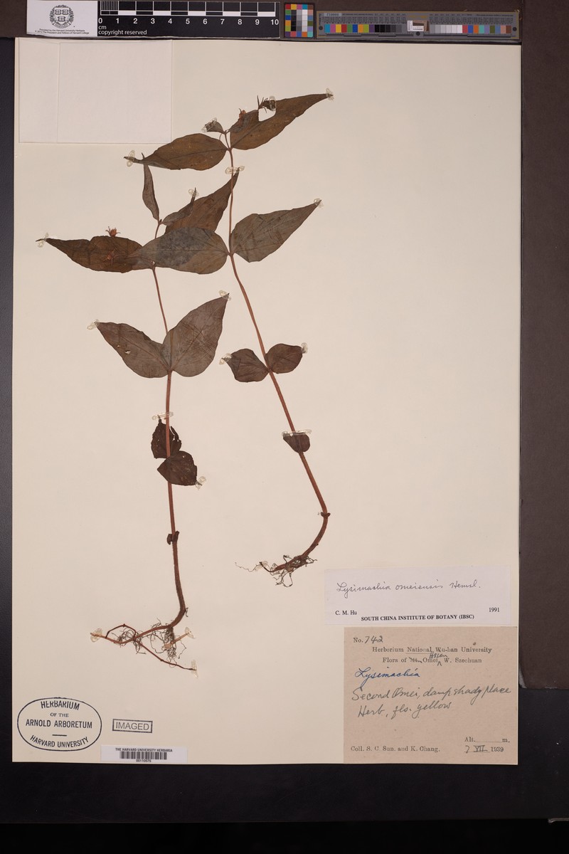 Lysimachia omeiensis photo 4