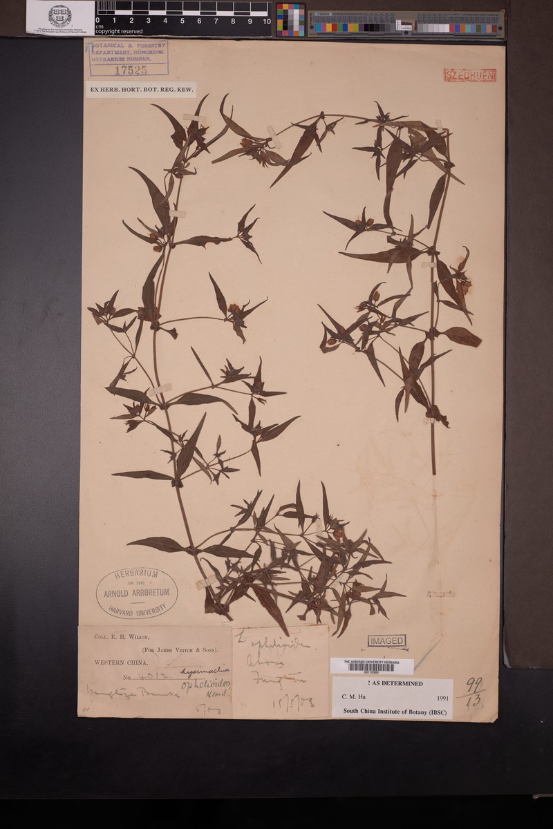 Lysimachia ophelioides