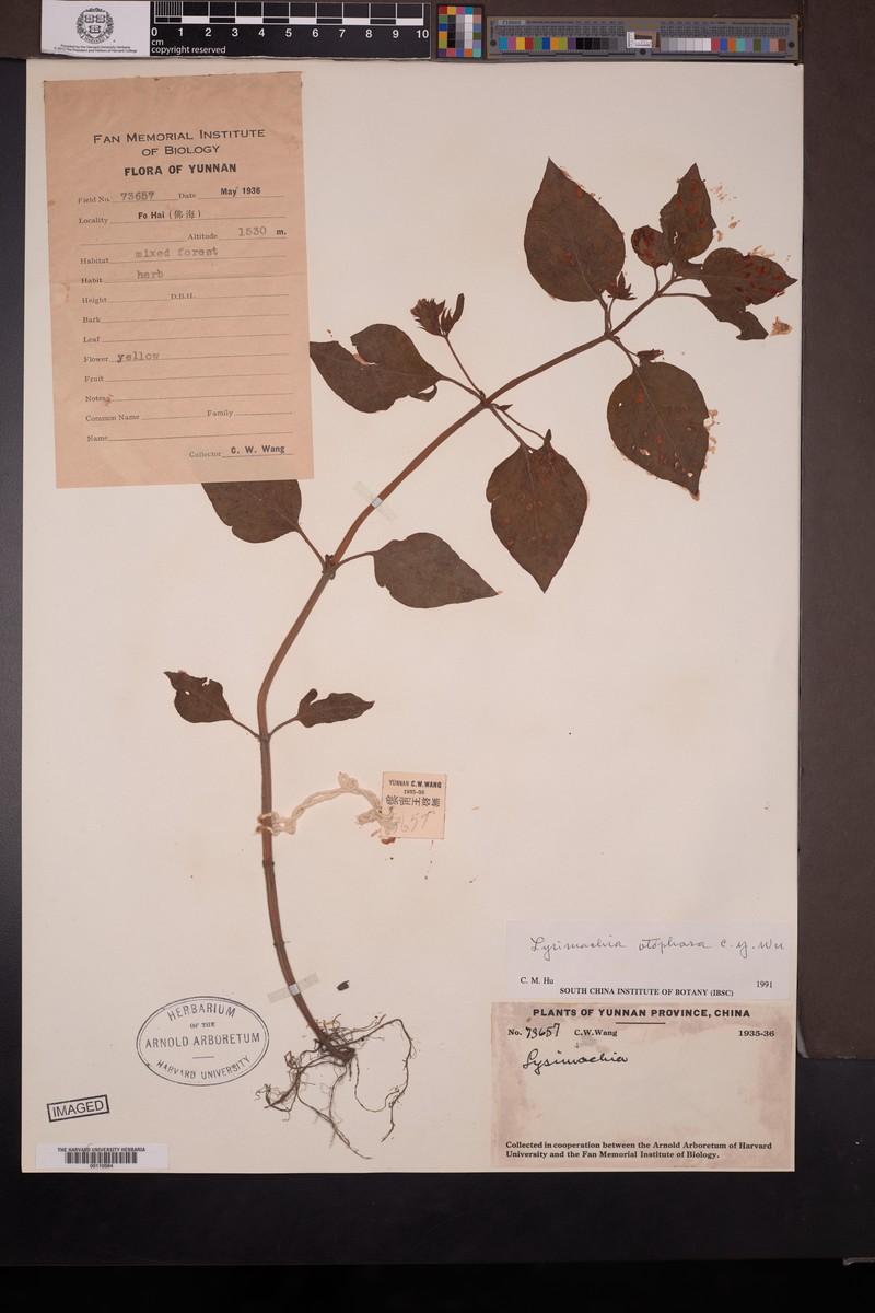 Lysimachia otophora