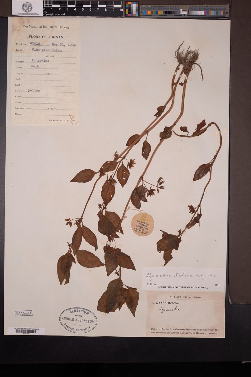Lysimachia otophora photo 2