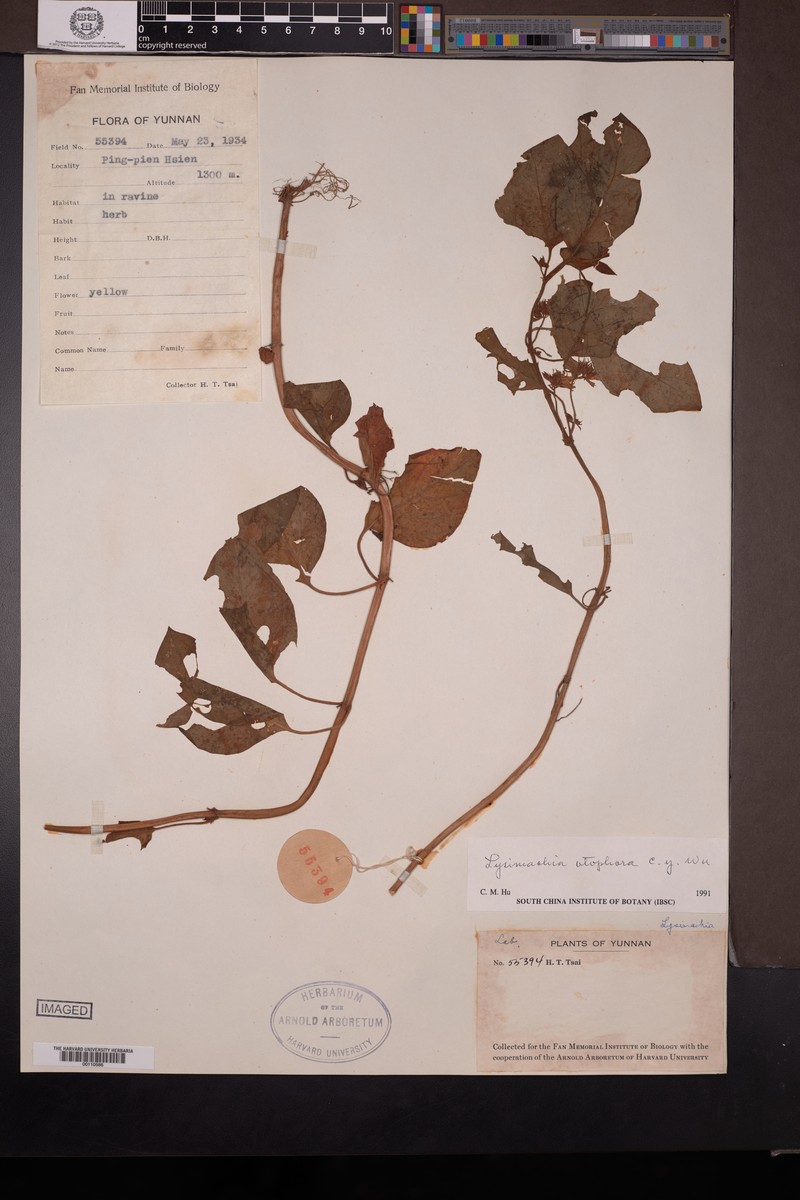 Lysimachia otophora photo 3