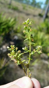 Florida Pimpernel