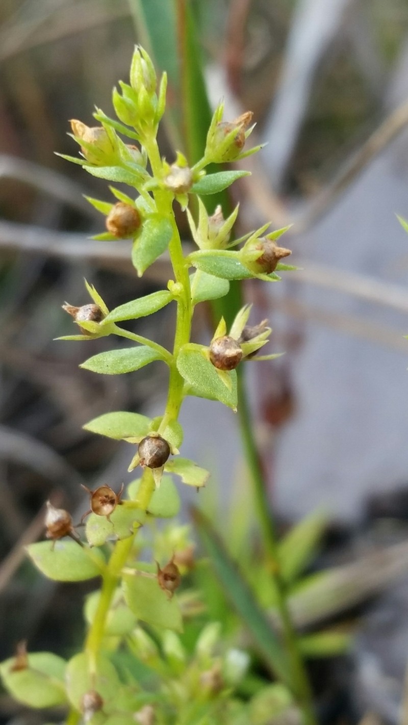 Florida Pimpernel photo 2