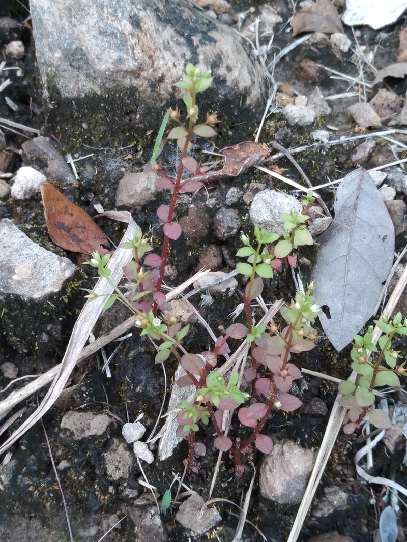 Florida Pimpernel photo 3