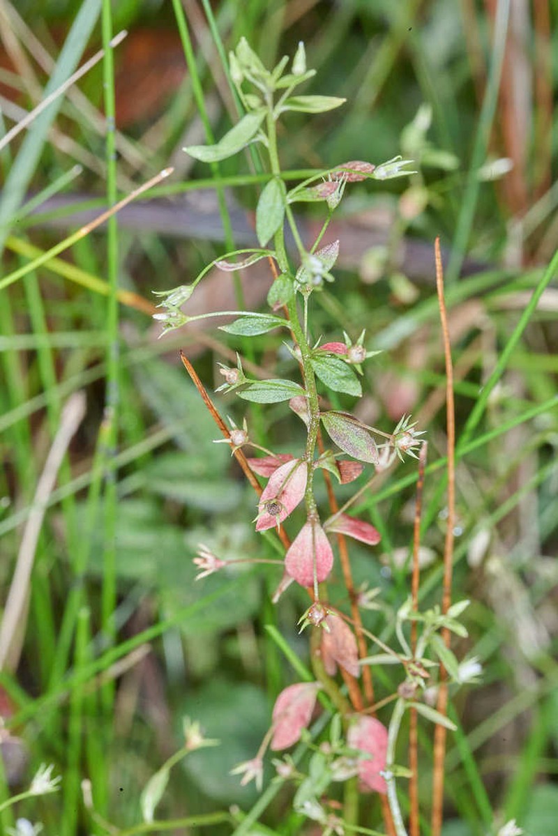 Florida Pimpernel photo 4