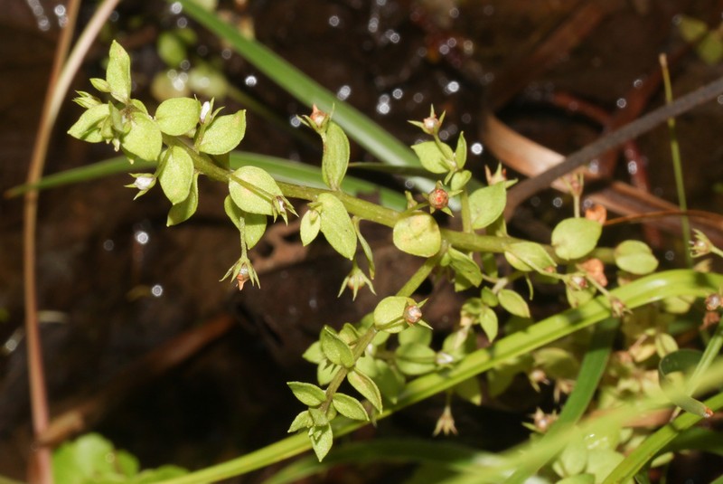 Florida Pimpernel photo 5