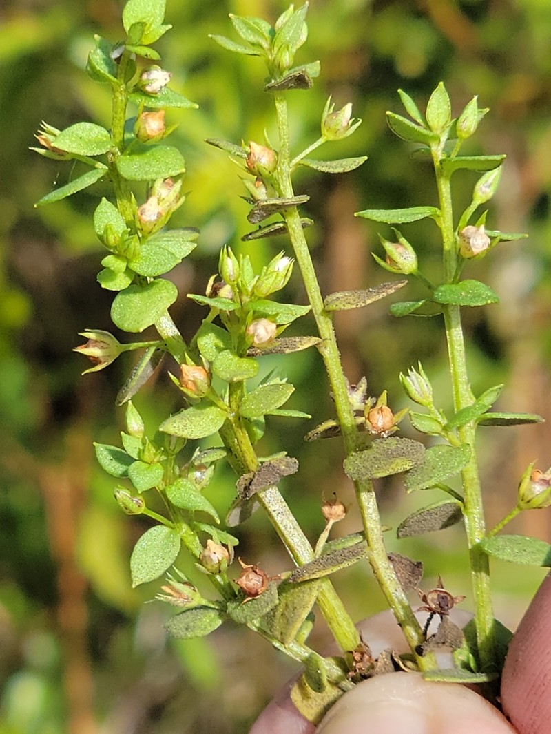 Florida Pimpernel photo 6