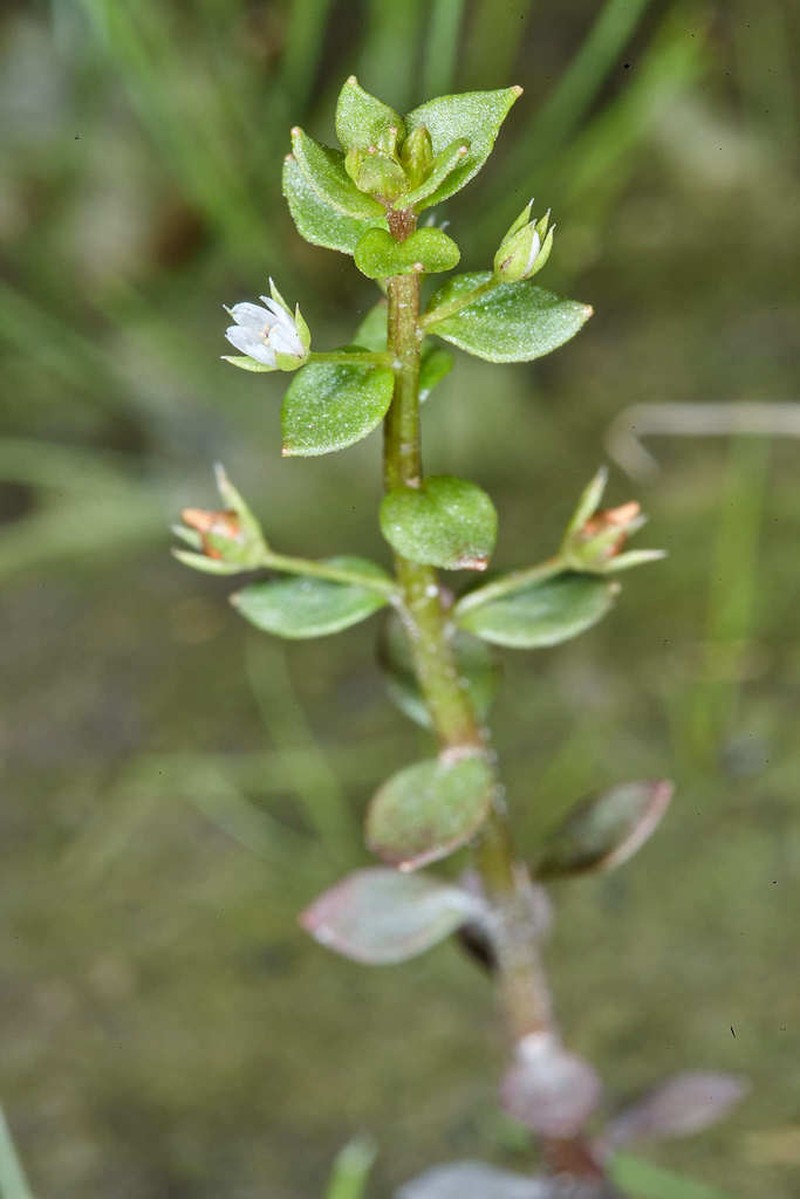 Florida Pimpernel photo 7