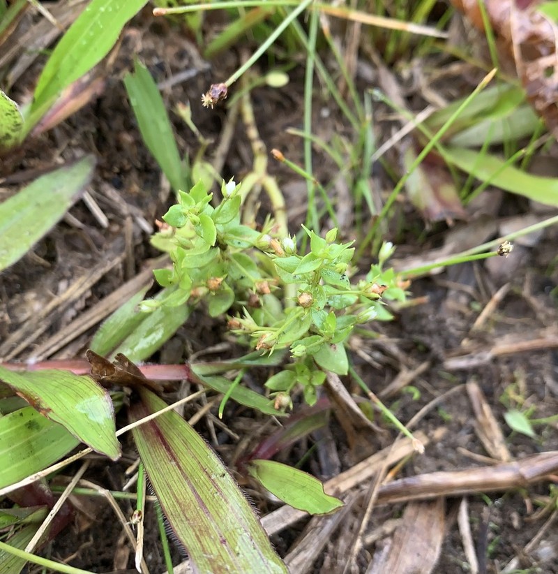 Florida Pimpernel photo 8