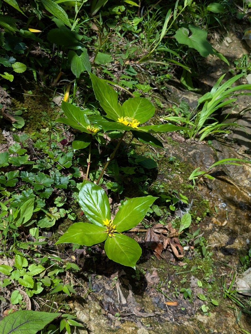 Lysimachia paridiformis