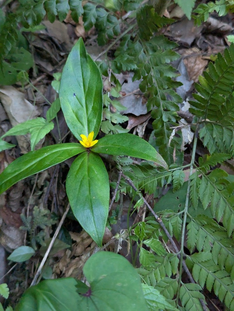 Lysimachia paridiformis photo 2