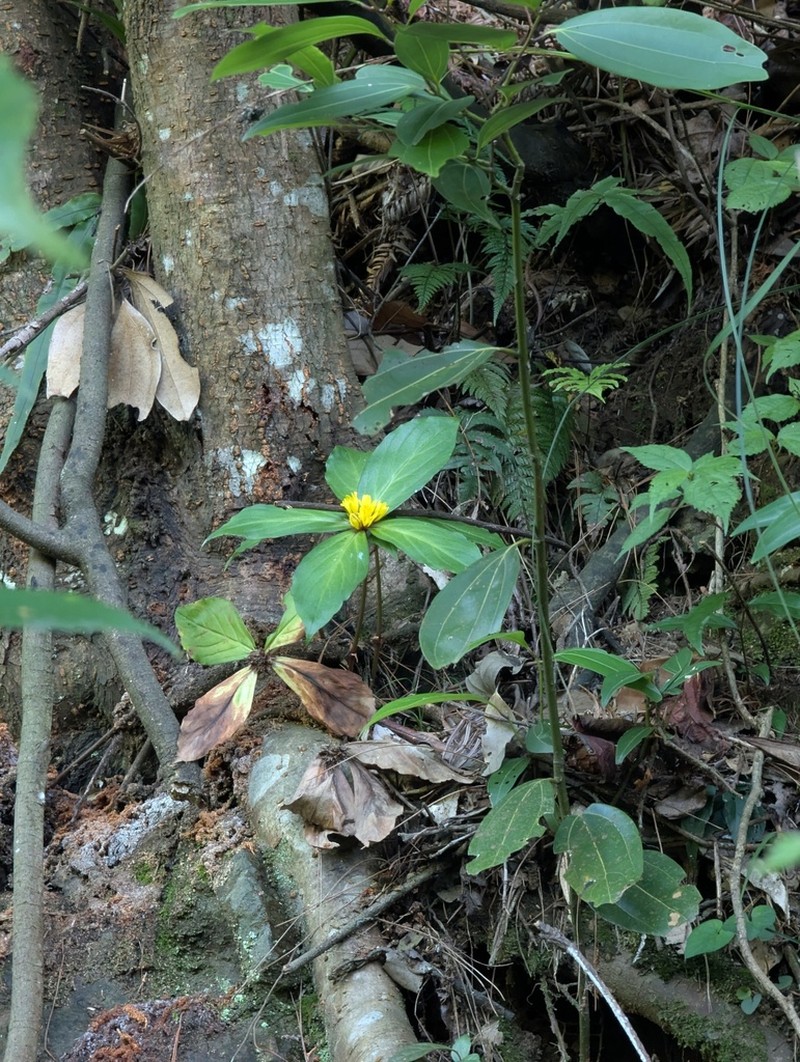 Lysimachia paridiformis photo 3