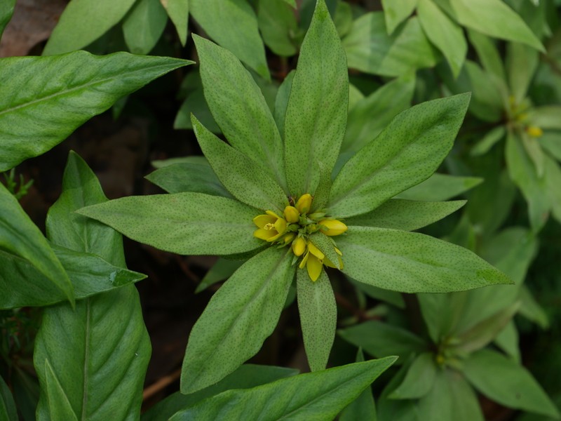 Lysimachia paridiformis photo 4