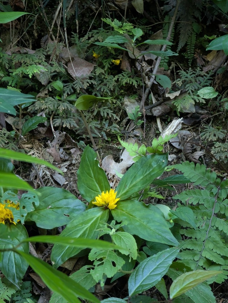 Lysimachia paridiformis photo 5