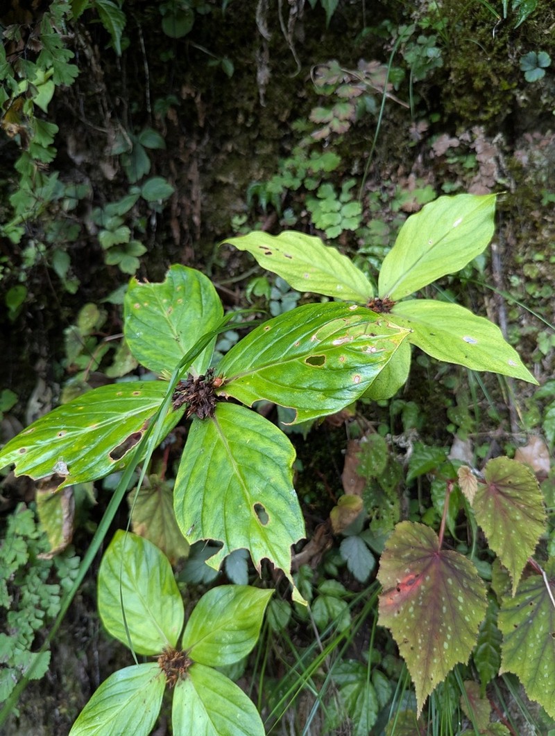 Lysimachia paridiformis photo 6