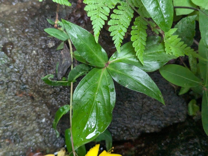 Lysimachia paridiformis photo 8