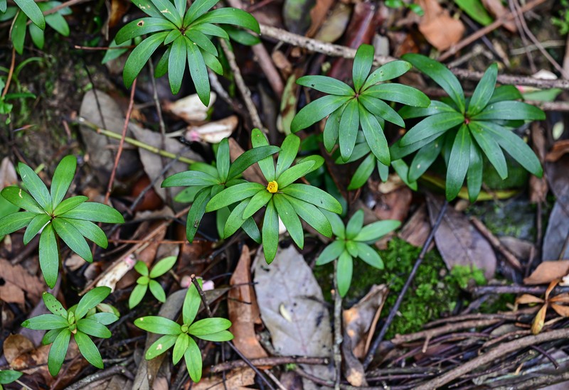 Lysimachia paridiformis var. stenophylla