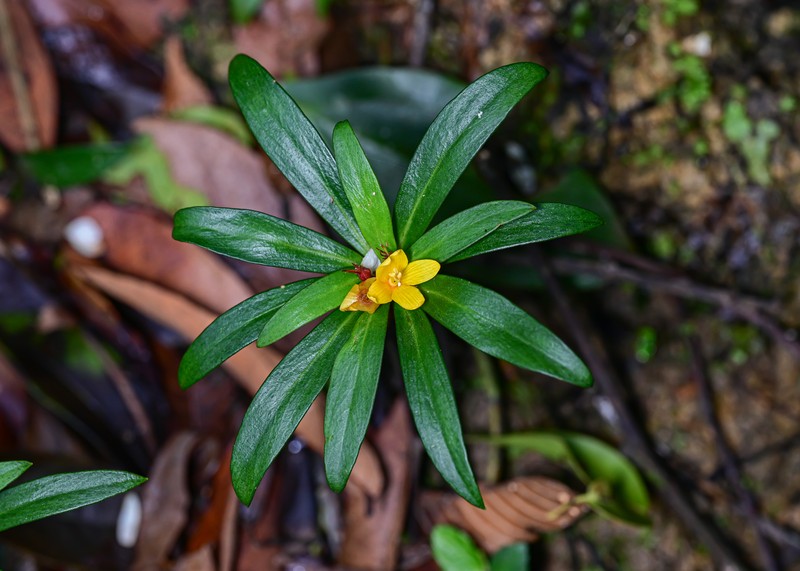 Lysimachia paridiformis var. stenophylla photo 2