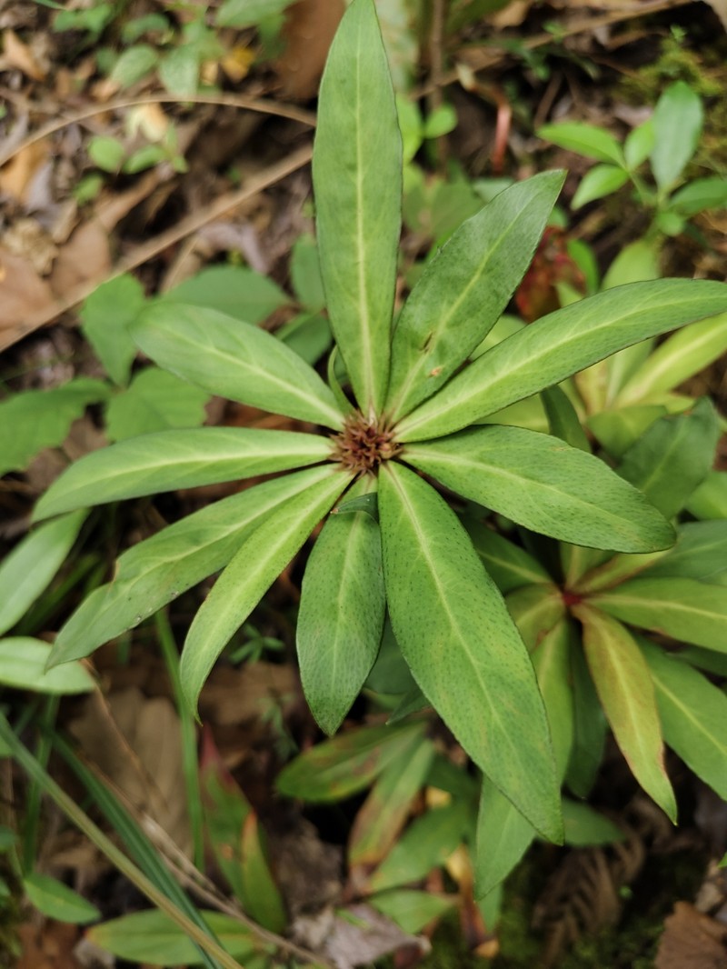 Lysimachia paridiformis var. stenophylla photo 3