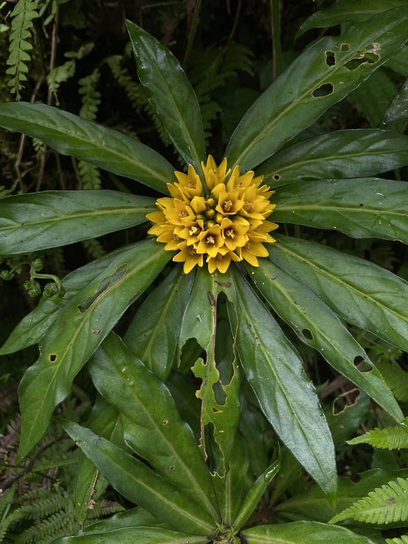 Lysimachia paridiformis var. stenophylla photo 4