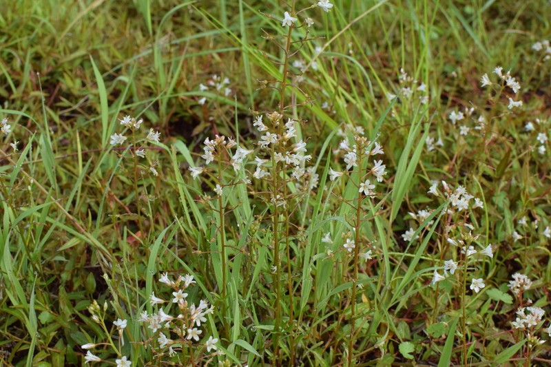 Lysimachia parvifolia