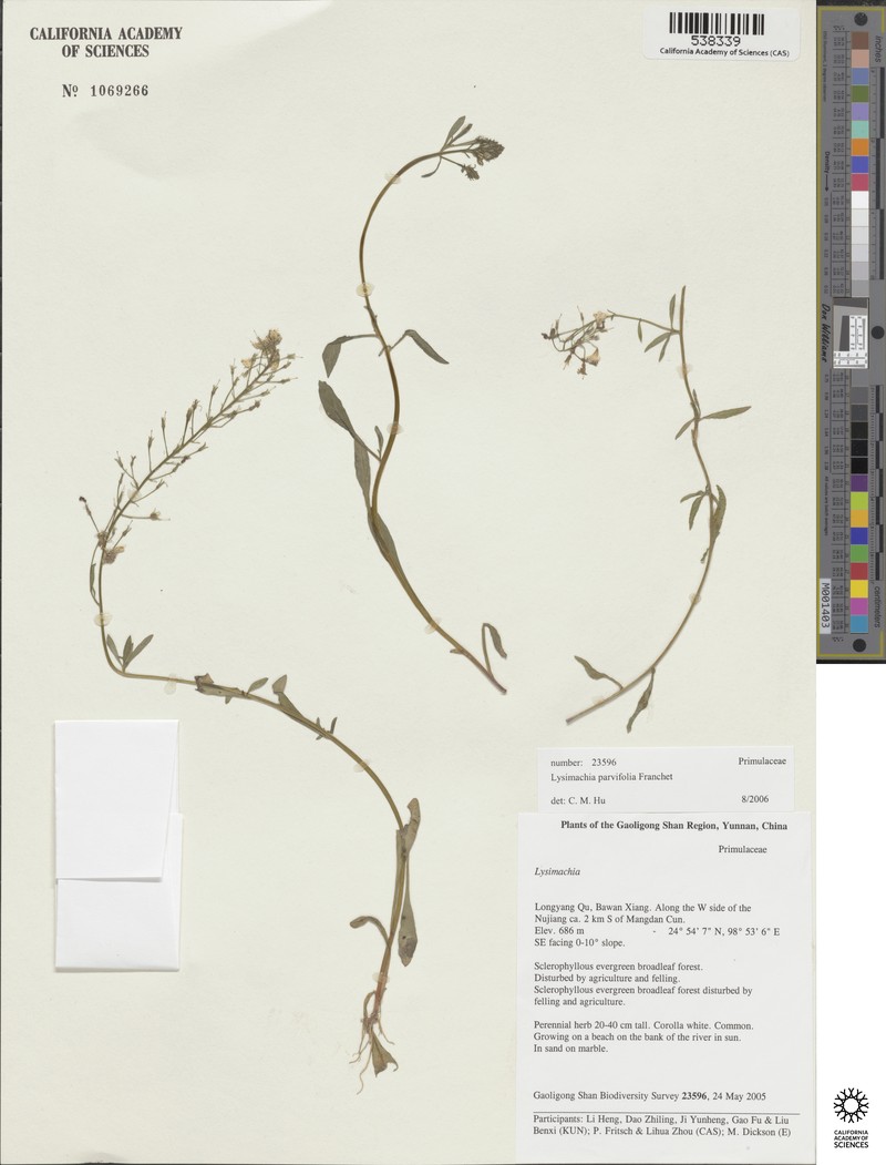 Lysimachia parvifolia photo 2
