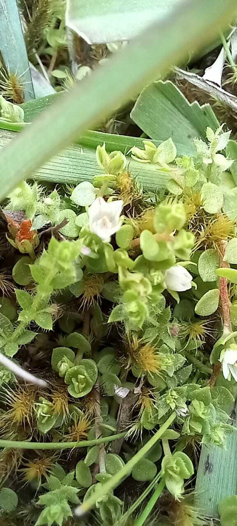 Lysimachia parvula photo 2