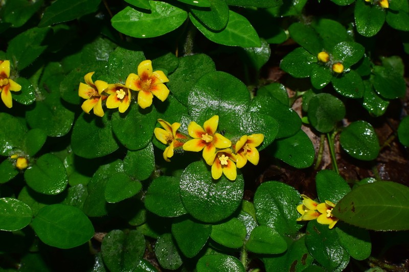 Lysimachia patungensis