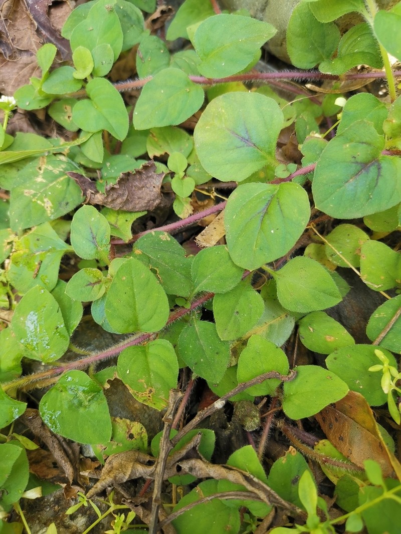 Lysimachia patungensis photo 2